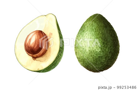 Avocado. Hand drawn watercolor painting. Vector illustration. 99253486