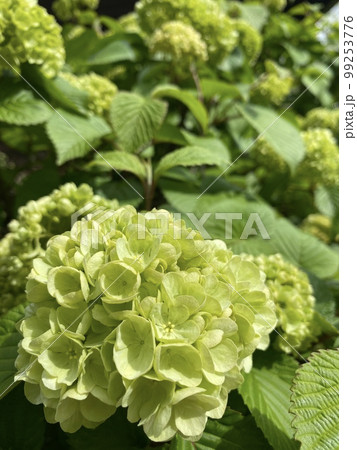 アナベルの紫陽花畑でアナベルのアップ アナベルの紫陽花畑でアナベルのアップ 99253776