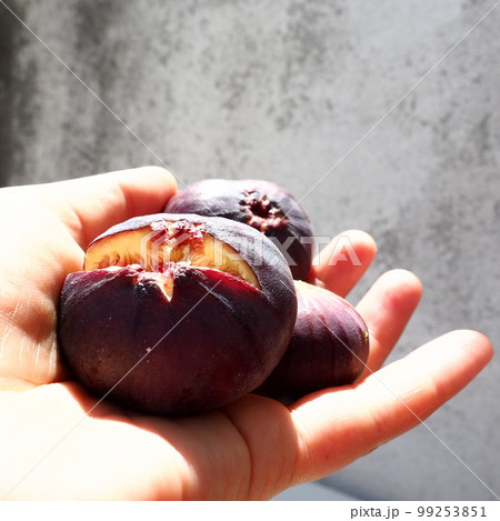 Fig or fig tree, or common fig tree, or Ficus carica is a subtropical deciduous plant of the genus Ficus of the Mulberry family. Healthy food. Ripe purple fig fruits in the palm of woman hand. 99253851