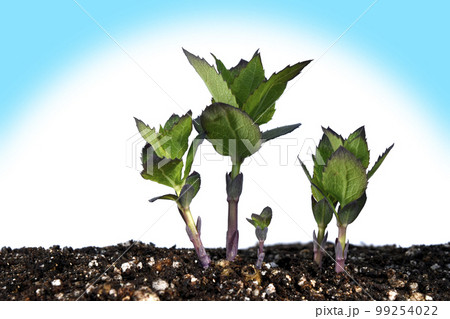 脱炭素社会 SDGs 世界共通の課題 99254022