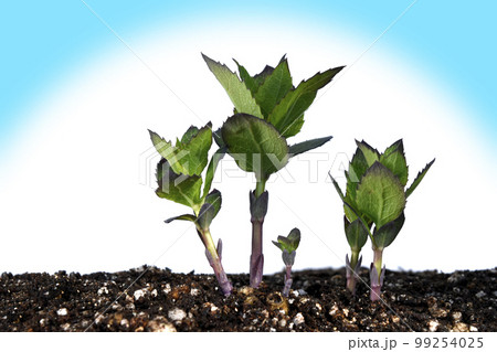 脱炭素社会 SDGs 世界共通の課題 99254025