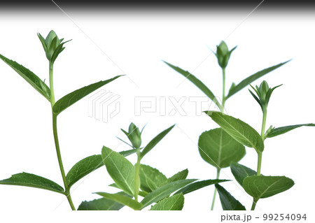 脱炭素社会 SDGs 未来社会 脱炭素社会 SDGs 未来社会 99254094