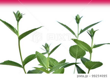 脱炭素社会 SDGs 未来社会 脱炭素社会 SDGs 未来社会 99254095