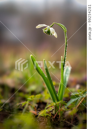 A beautiful white snowdrop on the background of a multicolored carpet of other primroses blooming in different colors 99254281