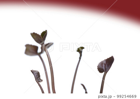 脱炭素社会 SDGs 未来社会 脱炭素社会 SDGs 未来社会 99254669