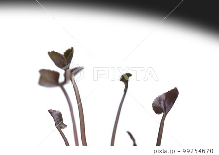 脱炭素社会 SDGs 未来社会 99254670