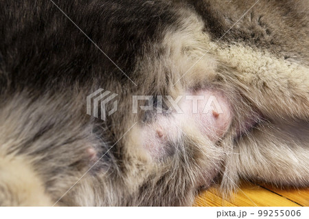 Close-up of nursing dog nipples. Tits of the dog 99255006