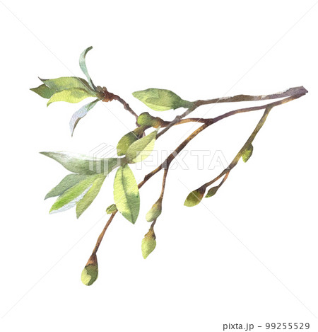 Watercolor spring branches with buds and leaves. Painted by hand 99255529