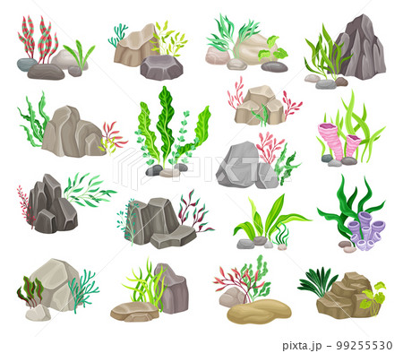 Grey Boulder and Sea Stones with Seaweeds and Algae Big Vector Set 99255530
