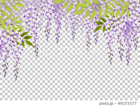 紫藤花盛開的背景 99255577