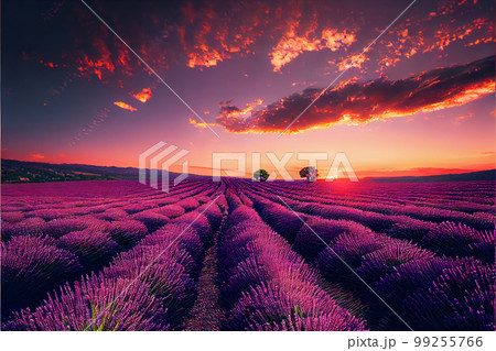 Lavender field sunset and lines 99255766