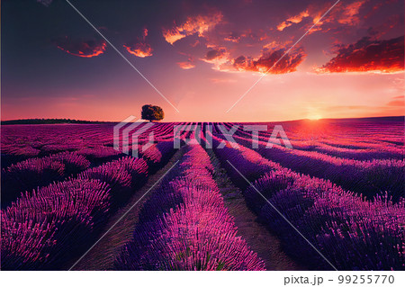 Lavender field sunset and lines 99255770