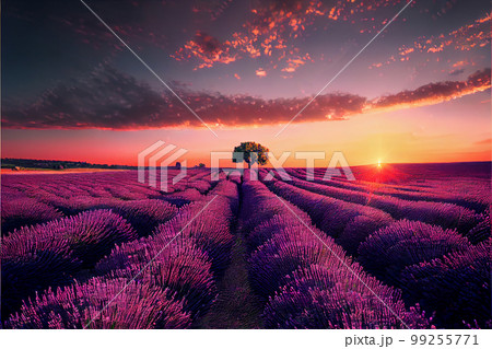 Lavender field sunset and lines 99255771