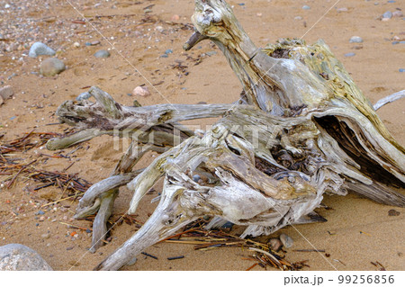 The root of the tree was washed away during a storm in the Baltic Sea. Sea sand with a tree root and many small stones 99256856