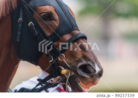 競馬の風景 競馬の風景 99257339