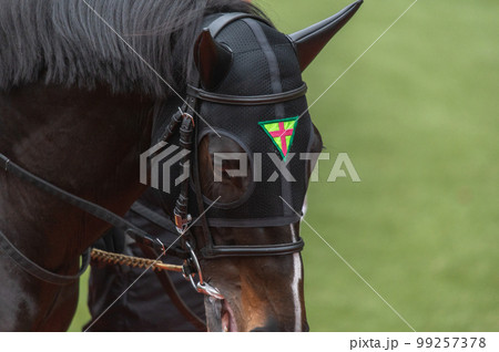 競馬の風景 競馬の風景 99257378