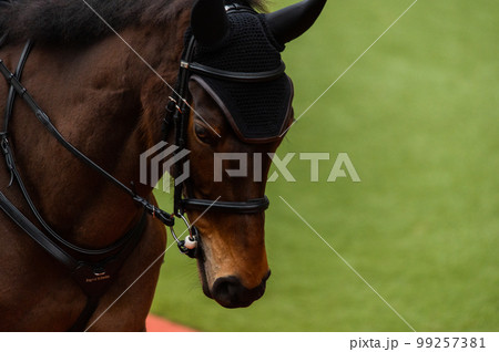 競馬の風景 競馬の風景 99257381