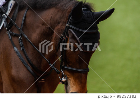 競馬の風景 99257382