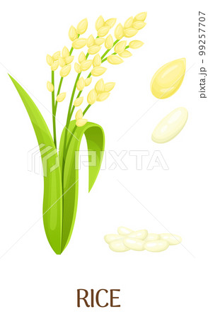Rice plant and grain illustartion. Cartoon cereal crop Rice plant and grain illustartion. Cartoon cereal crop 99257707