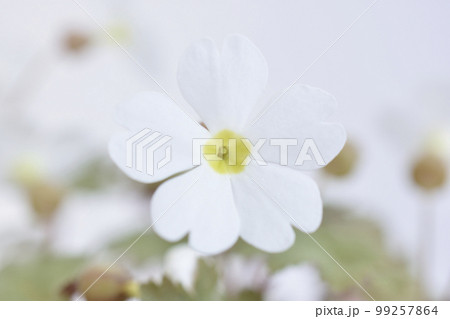 プリムラシネンシス プリムラシネンシス 99257864