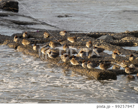 河川の堰で休む鴨の群れ 99257947