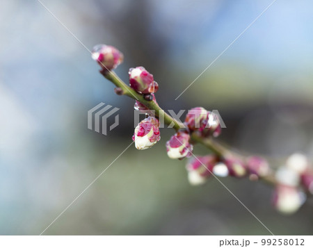 雨に濡れた梅の蕾 雨に濡れた梅の蕾 99258012