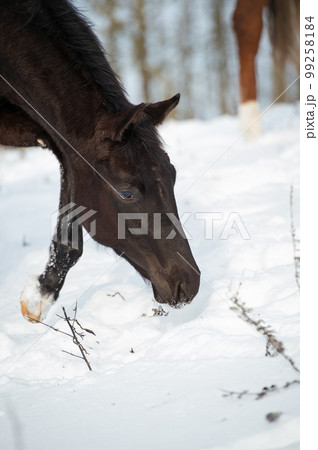 portrait of black beautiful colt 6 month old walking at snowy field. close up. cloudy winter day portrait of black beautiful colt 6 month old walking at snowy field. close up. cloudy winter day 99258184