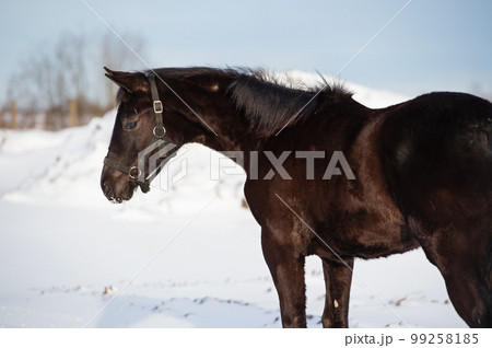 portrait of black beautiful colt 6 month old posing at snowy field. close up. cloudy winter day portrait of black beautiful colt 6 month old posing at snowy field. close up. cloudy winter day 99258185