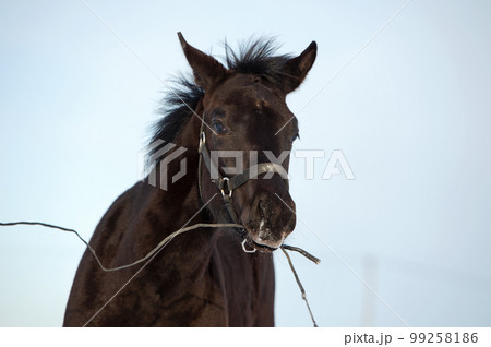 funny portrait of black beautiful colt 6 month old playing with whip. close up. cloudy winter day funny portrait of black beautiful colt 6 month old playing with whip. close up. cloudy winter day 99258186