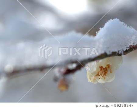 雪の日の1月に咲いた白い梅の花 雪の日の1月に咲いた白い梅の花 99258247