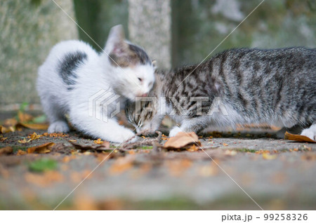京都 伏見稲荷大社で戯れ合う子猫の兄弟 京都 伏見稲荷大社で戯れ合う子猫の兄弟 99258326