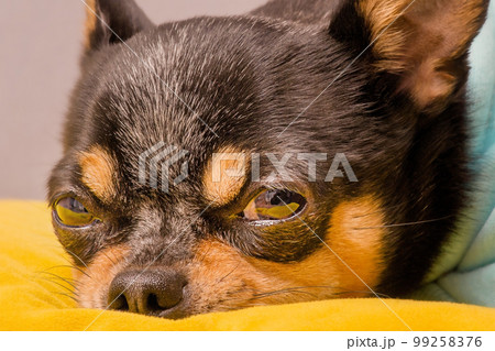 Small breed dog macro photo. A chihuahua on a yellow pillow and in hoodie. An animal, a pet at home. Small breed dog macro photo. A chihuahua on a yellow pillow and in hoodie. An animal, a pet at home. 99258376