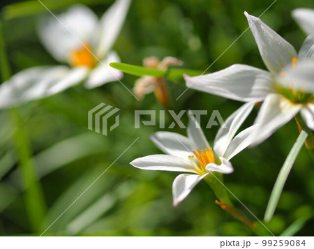 タマスダレの花のアップ 99259084