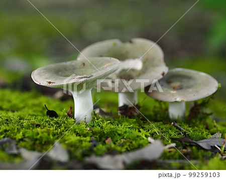 カワリハツの生態写真 99259103