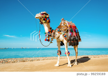 Camel in funny things on the background of the sea. Funny face with glasses and a hat. Concept of tourist advertising. Camel in funny things on the background of the sea. Funny face with glasses and a hat. Concept of tourist advertising. 99259169