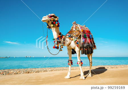 Camel in funny things on the background of the sea. Funny face with glasses and a hat. Concept of tourist advertising. 99259169