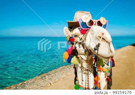 Camel 's muzzle in close - up with sunglasses and a hat . Funny animal on the background of the blue sea and sky. Backdrop with a copy space. Camel 's muzzle in close - up with sunglasses and a hat . Funny animal on the background of the blue sea and sky. Backdrop with a copy space. 99259170