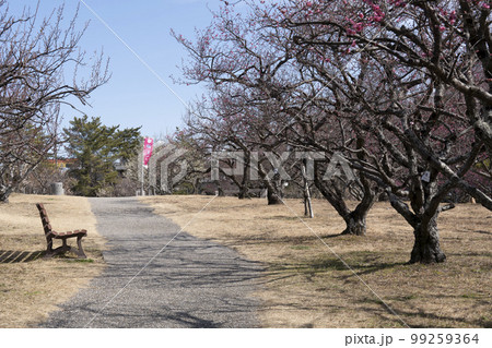 梅が咲き始めた南公園葵梅林(岡崎市) 梅が咲き始めた南公園葵梅林(岡崎市) 99259364