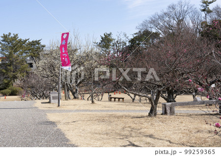 梅が咲き始めた南公園葵梅林(岡崎市) 梅が咲き始めた南公園葵梅林(岡崎市) 99259365
