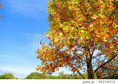 色づくユリノキの葉 99259418