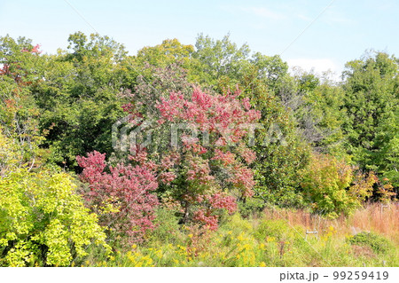 色づくナンキンハゼの葉 99259419