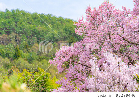 【桜素材】南信州・上ノ平城跡の一本桜の桜吹雪【長野県】 【桜素材】南信州・上ノ平城跡の一本桜の桜吹雪【長野県】 99259446
