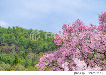 【桜素材】南信州・上ノ平城跡の一本桜の桜吹雪【長野県】 【桜素材】南信州・上ノ平城跡の一本桜の桜吹雪【長野県】 99259447