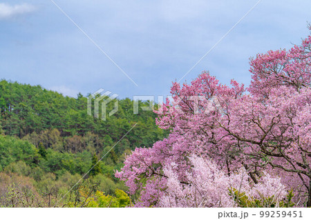 【桜素材】南信州・上ノ平城跡の一本桜の桜吹雪【長野県】 99259451