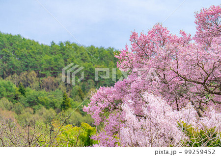 【桜素材】南信州・上ノ平城跡の一本桜の桜吹雪【長野県】 99259452