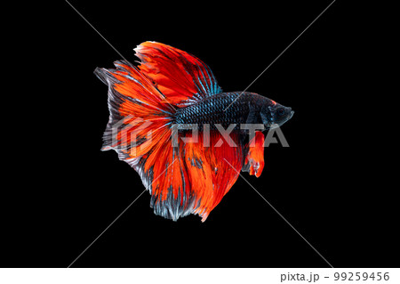 Halfmoon dark blue and red betta isolated on black background with clipping path Halfmoon dark blue and red betta isolated on black background with clipping path 99259456