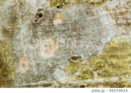 【天然素材】ブナの木の皮【長野県】 99259628