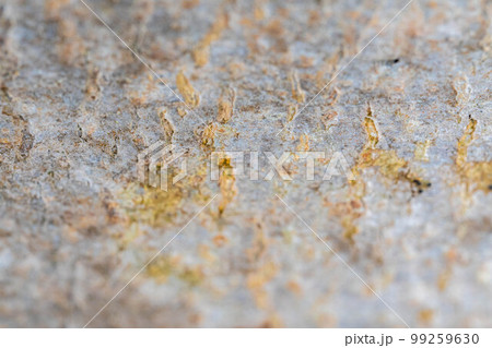 【天然素材】ブナの木の皮【長野県】 【天然素材】ブナの木の皮【長野県】 99259630