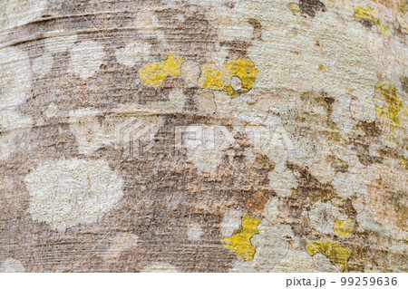 【天然素材】ブナの木の皮【長野県】 99259636