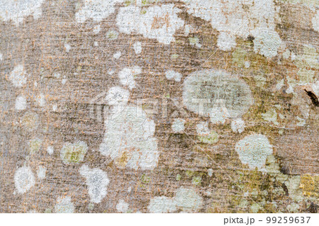 【天然素材】ブナの木の皮【長野県】 99259637